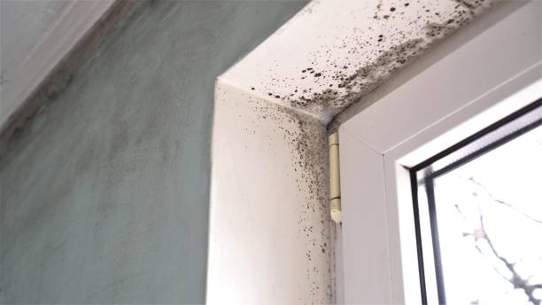Best Attic Mold Removal  in Pomona Park, FL
