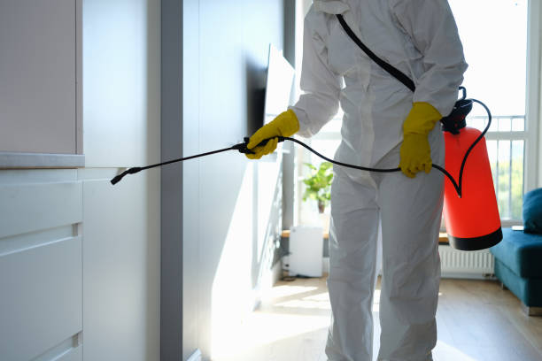 Best Best Mold Removal Companies  in Pomona Park, FL