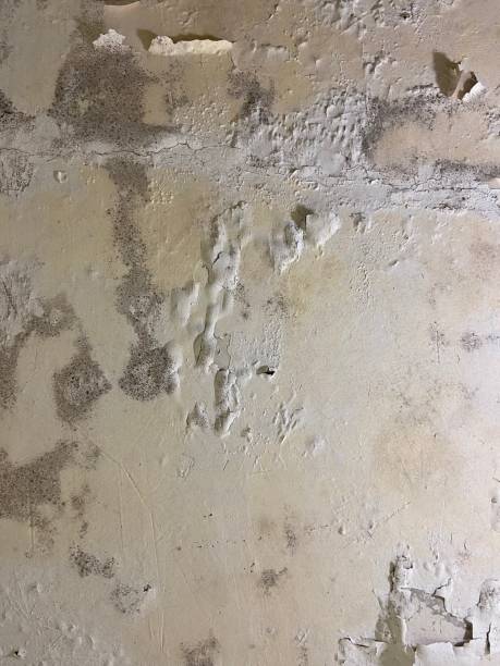 Best Commercial Mold Removal  in Pomona Park, FL