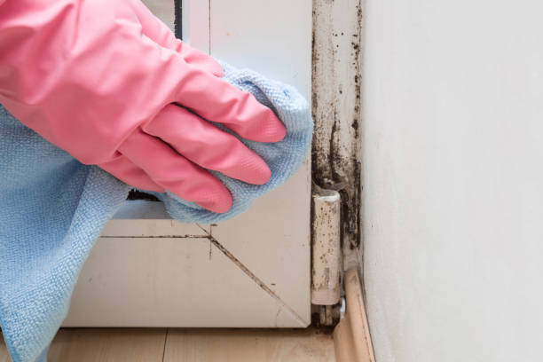 Best Mold Removal Near Me  in Pomona Park, FL